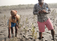 Planteurs Sundarbans.JPG