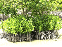 grande mangrove.png