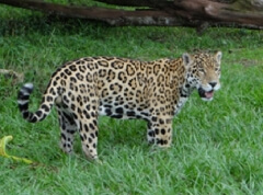Jaguar Cerro San Gil.jpg