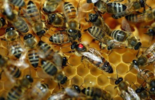 abeille1.jpg
