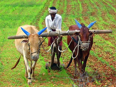 farmers, livelihoods, 