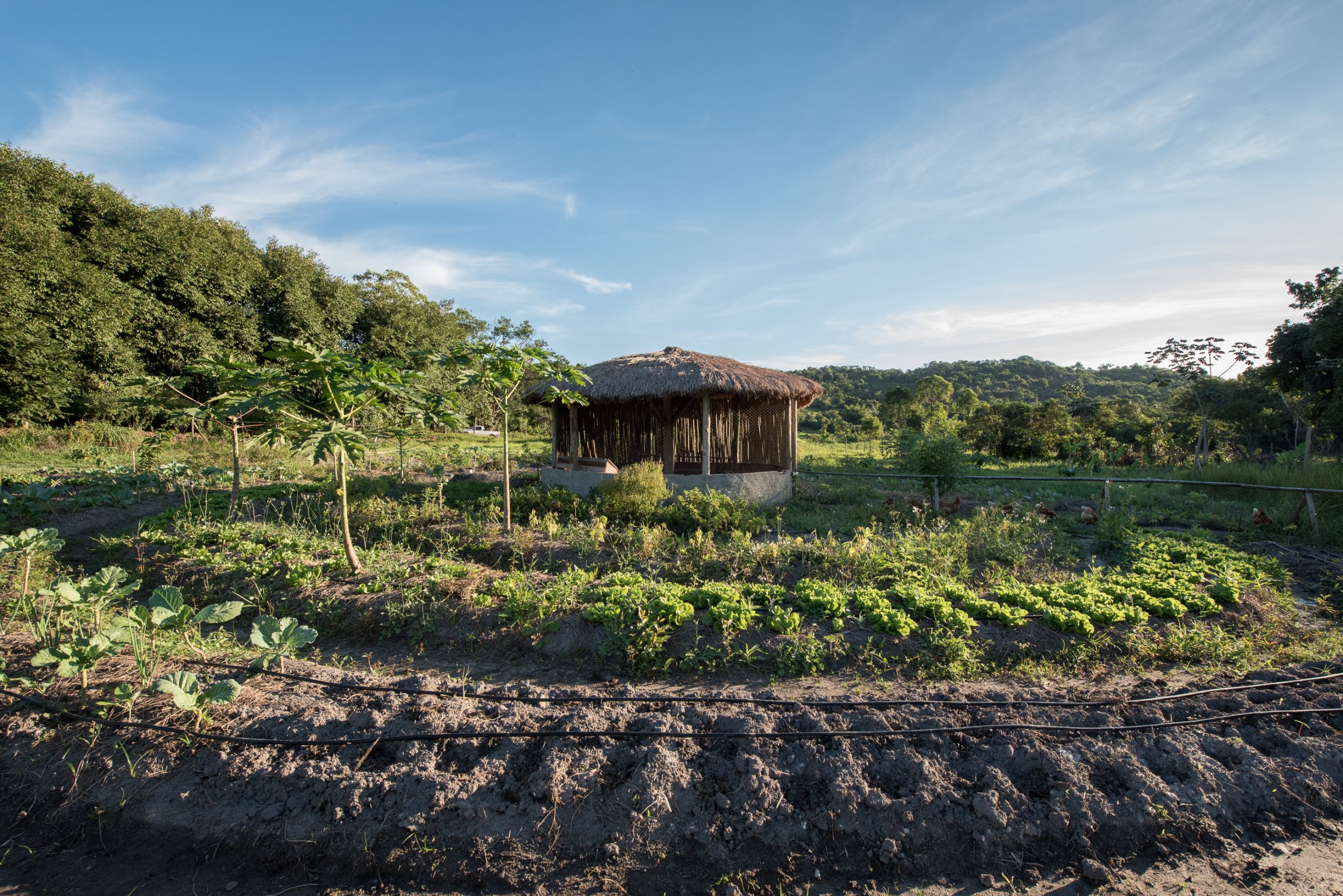BRAZIL: a large organic food production hub to preserve water