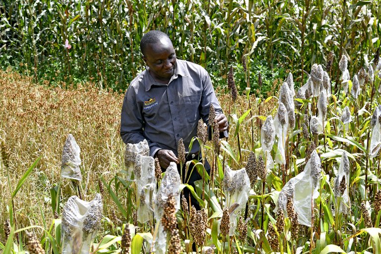 Kenya (Mt Elgon)Building up the resilience of 30,000 family farms with