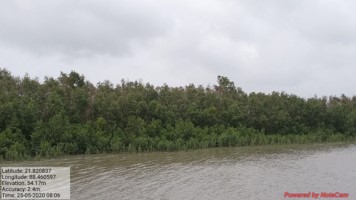 Intact mangroves Amphan cyclone
