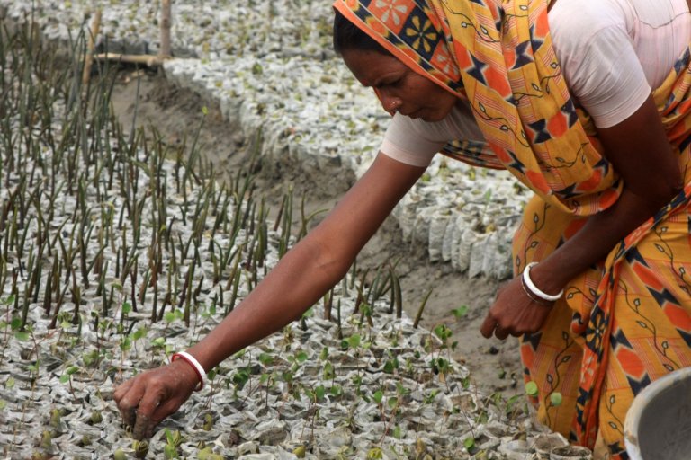 Sundarbans, NEWS, mangroves, women, coastal communities