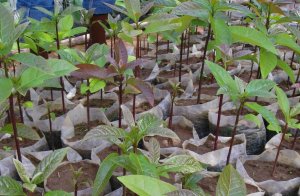 ARCOS nursery saplings