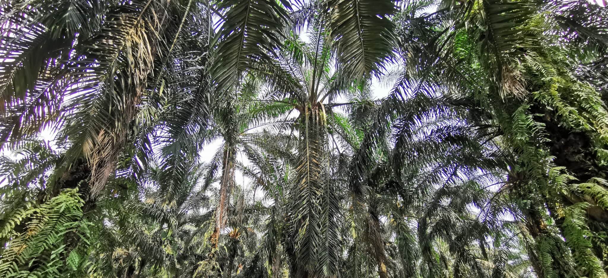 Non, l'huile de palme n'est pas responsable de 40 % de la déforestation